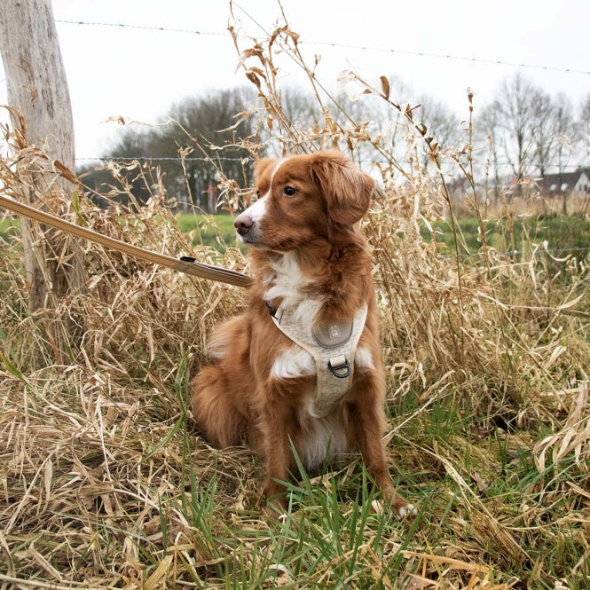 Harnais anti-traction